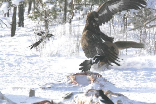 Eagle and Ravens